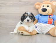 6 week old Cavachon Puppy For Sale - Simply Southern Pups