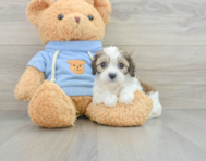 6 week old Cavachon Puppy For Sale - Simply Southern Pups