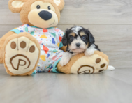 6 week old Cavachon Puppy For Sale - Simply Southern Pups