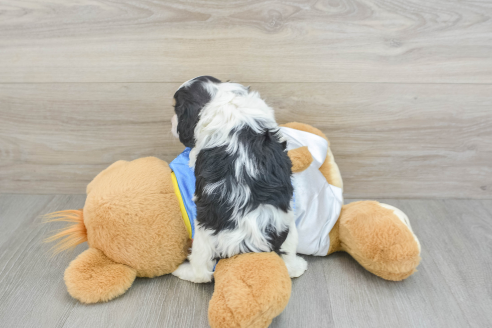 Cavachon Pup Being Cute