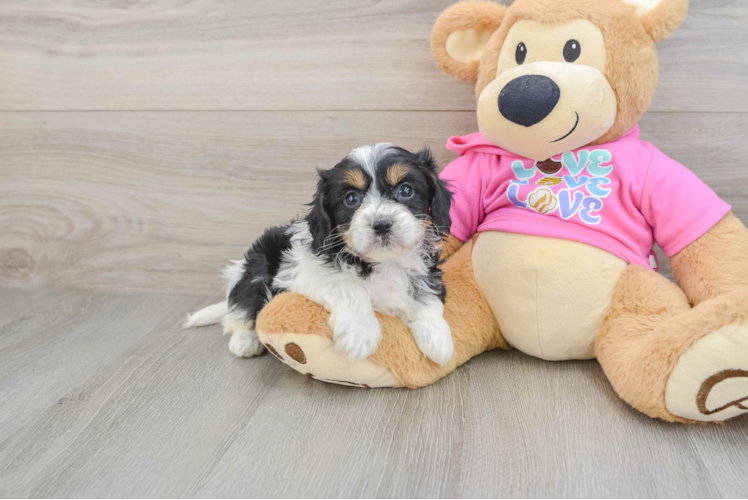 Hypoallergenic Cavalier Bichon Designer Puppy