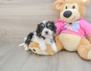 5 week old Cavachon Puppy For Sale - Simply Southern Pups