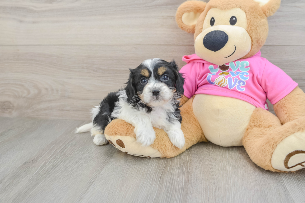 Hypoallergenic Cavalier Bichon Designer Puppy