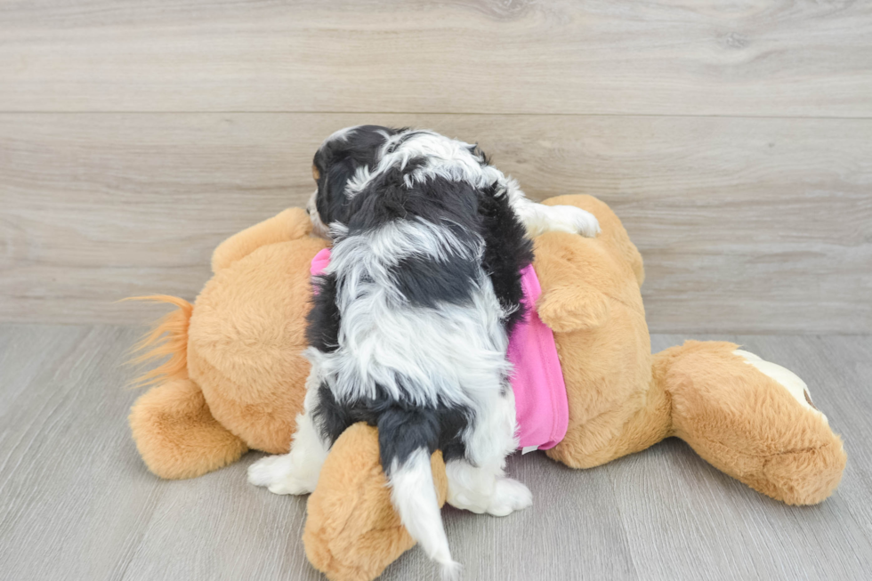 Friendly Cavachon Baby