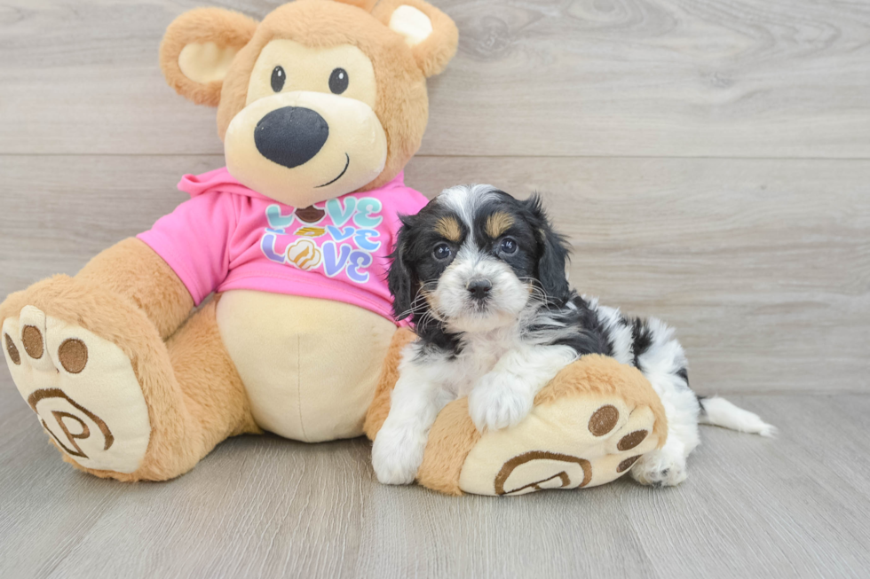 Happy Cavachon Baby