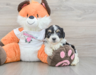 7 week old Cavachon Puppy For Sale - Simply Southern Pups