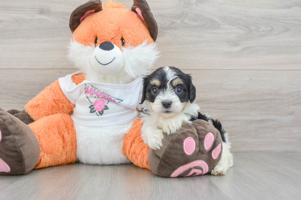 7 week old Cavachon Puppy For Sale - Simply Southern Pups