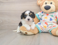 7 week old Cavachon Puppy For Sale - Simply Southern Pups