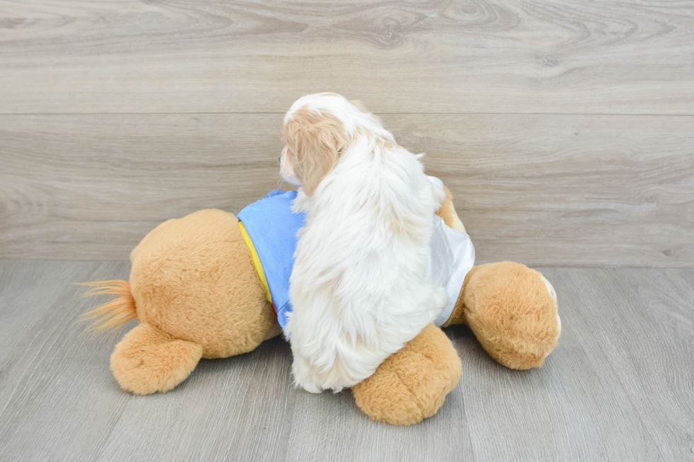 Cavachon Pup Being Cute