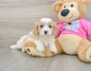 5 week old Cavachon Puppy For Sale - Simply Southern Pups