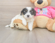 6 week old Cavachon Puppy For Sale - Simply Southern Pups