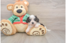Cavachon Puppy for Adoption