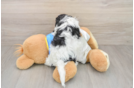 Cavachon Puppy for Adoption