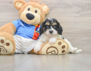 7 week old Cavachon Puppy For Sale - Simply Southern Pups