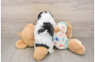 Cavachon Puppy for Adoption