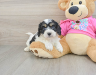 5 week old Cavachon Puppy For Sale - Simply Southern Pups