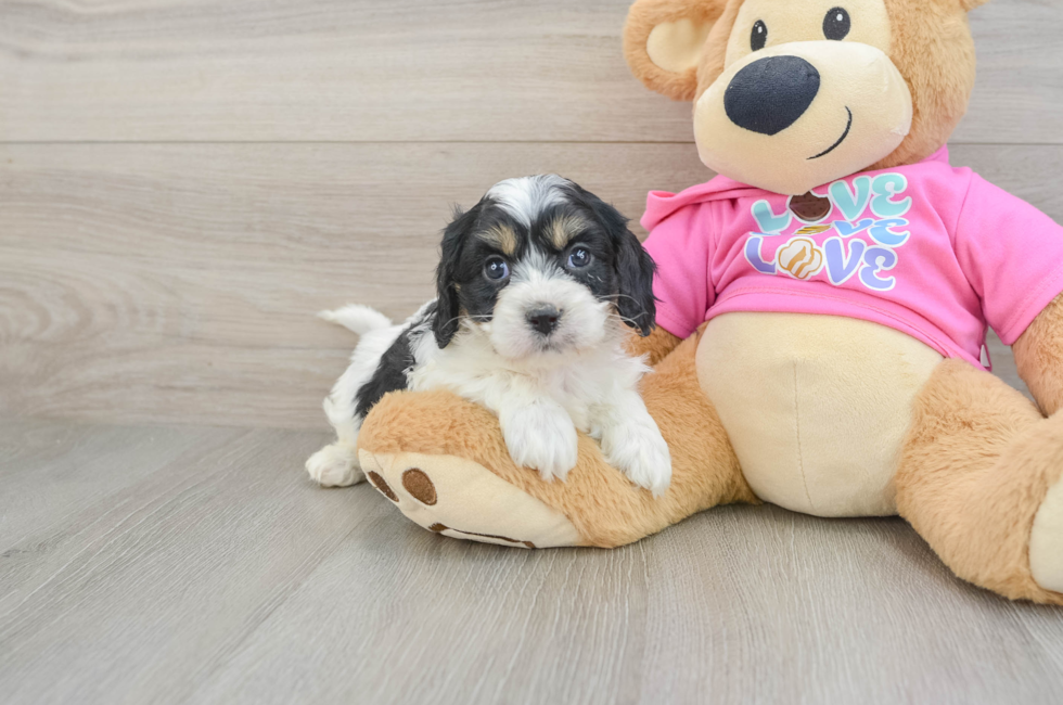 5 week old Cavachon Puppy For Sale - Simply Southern Pups