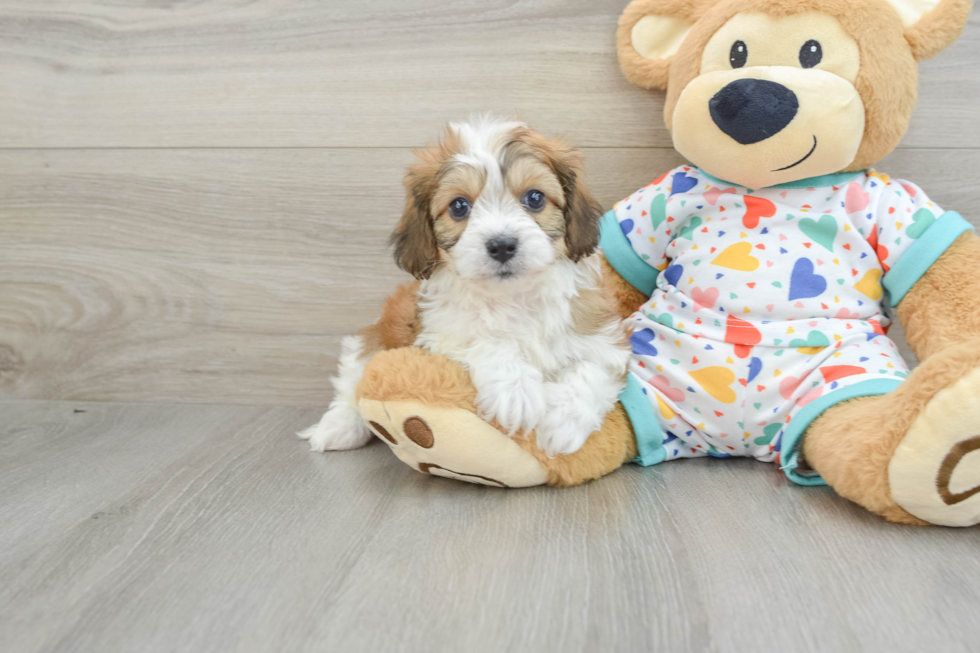 Playful Cavalier Bichon Designer Puppy