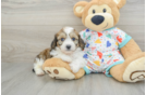 Cavachon Pup Being Cute