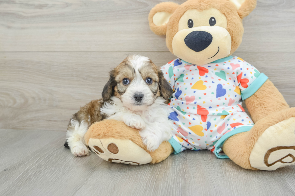 5 week old Cavachon Puppy For Sale - Simply Southern Pups