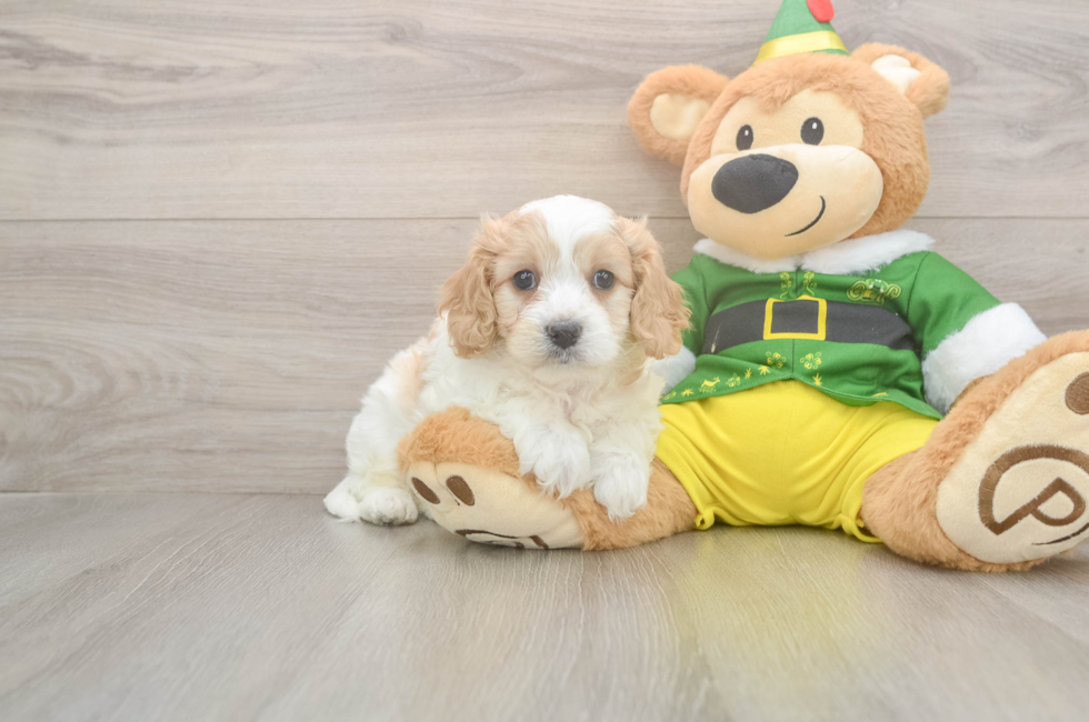 6 week old Cavachon Puppy For Sale - Simply Southern Pups