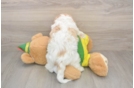 Cavachon Puppy for Adoption