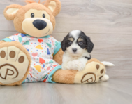 5 week old Cavachon Puppy For Sale - Simply Southern Pups