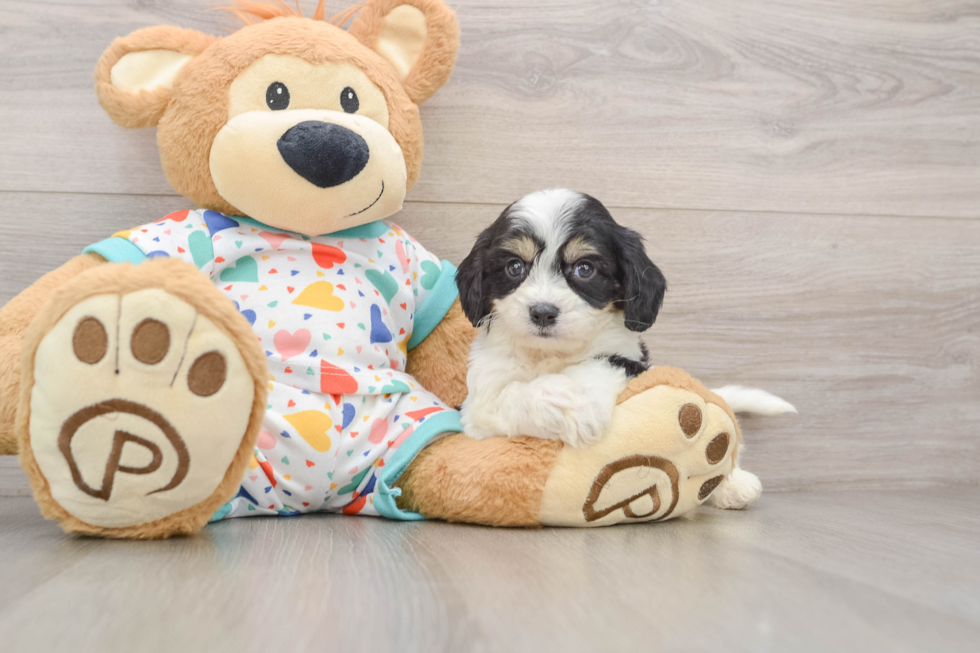 Popular Cavachon Designer Pup