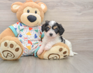 5 week old Cavachon Puppy For Sale - Simply Southern Pups