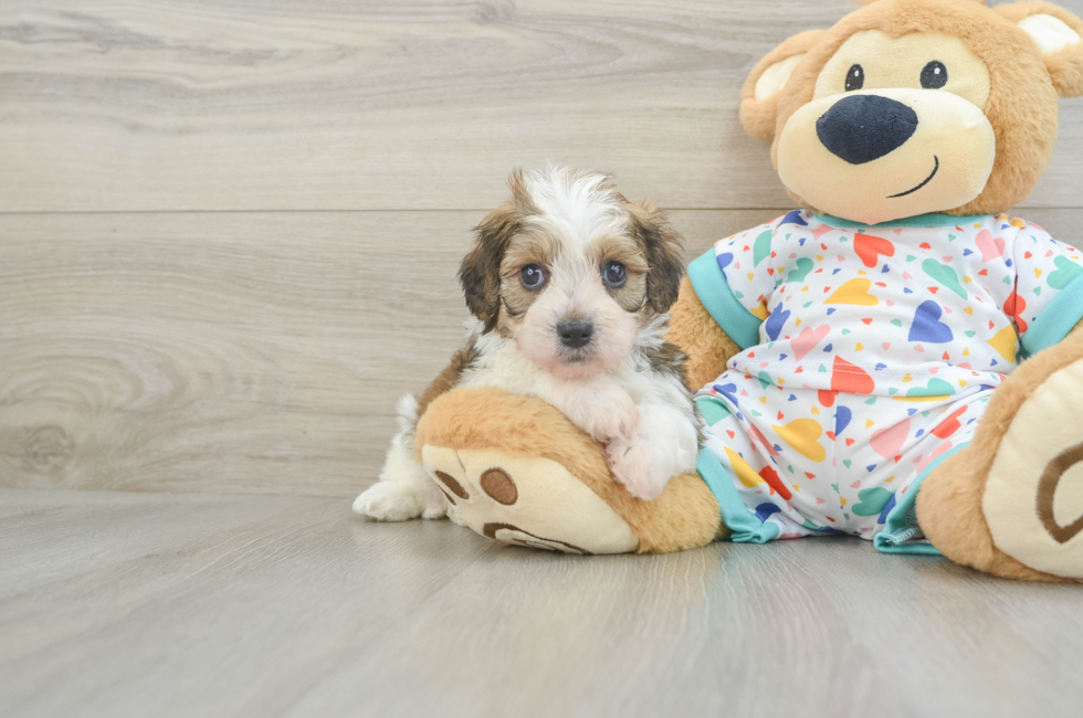 5 week old Cavachon Puppy For Sale - Simply Southern Pups