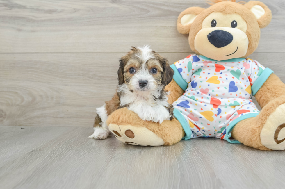 6 week old Cavachon Puppy For Sale - Simply Southern Pups