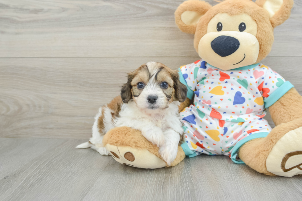 Fluffy Cavachon Designer Pup