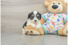 Best Cavachon Baby