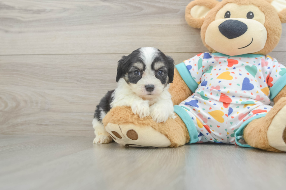 Best Cavachon Baby