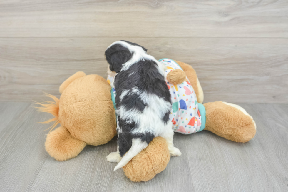 Cute Cavachon Baby
