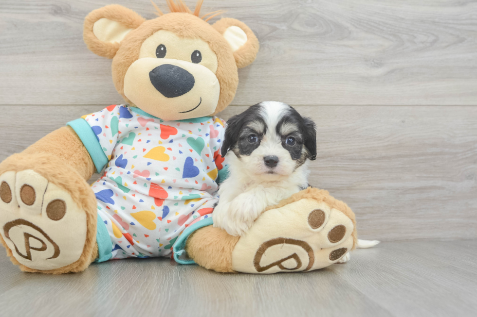 Cavachon Pup Being Cute