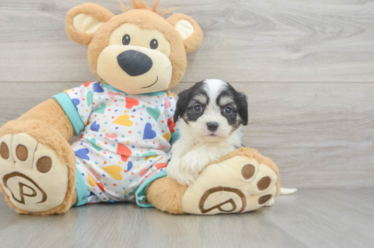 Cavachon Pup Being Cute