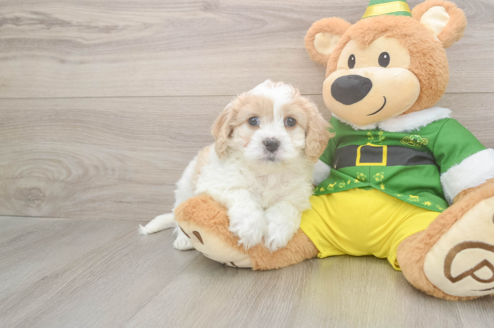 6 week old Cavachon Puppy For Sale - Simply Southern Pups