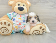 7 week old Cavachon Puppy For Sale - Simply Southern Pups