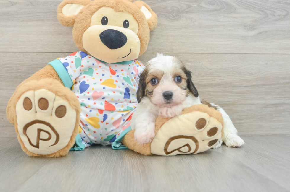 5 week old Cavachon Puppy For Sale - Simply Southern Pups