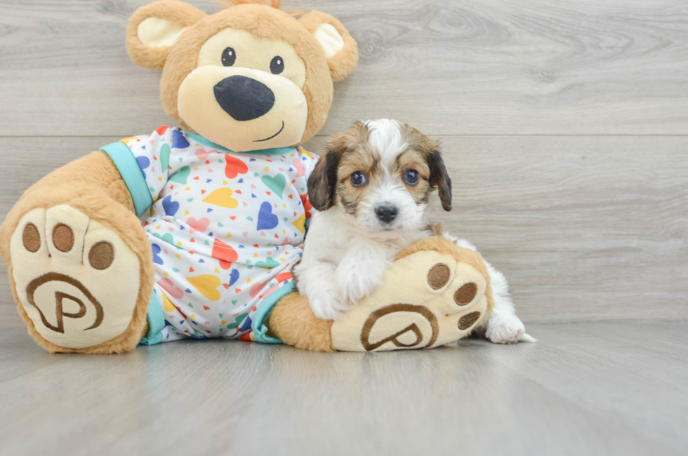 6 week old Cavachon Puppy For Sale - Simply Southern Pups