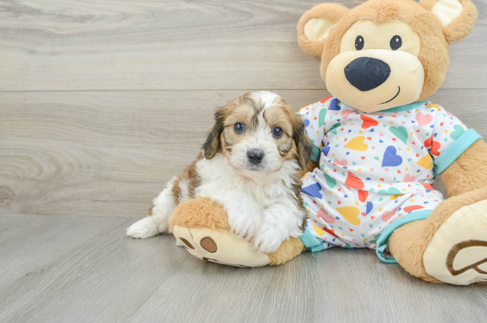 5 week old Cavachon Puppy For Sale - Simply Southern Pups