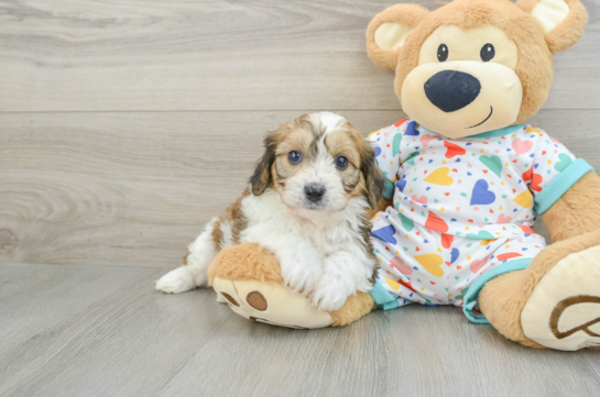 Little Cavalier Bichon Designer Puppy