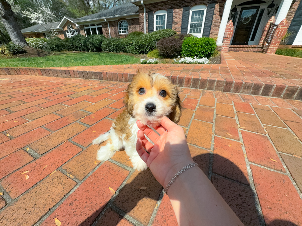 Cavachon Pup Being Cute
