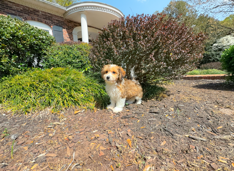 Cavachon Pup Being Cute