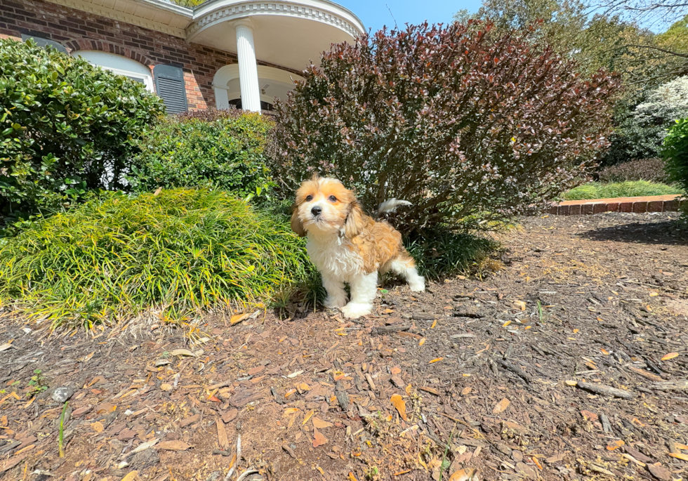 Best Cavachon Baby