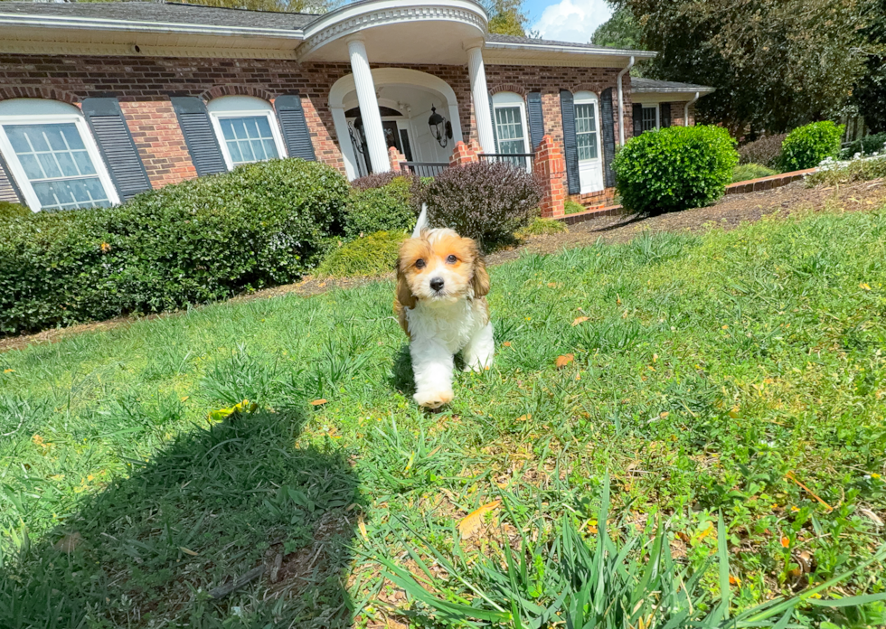 Best Cavachon Baby