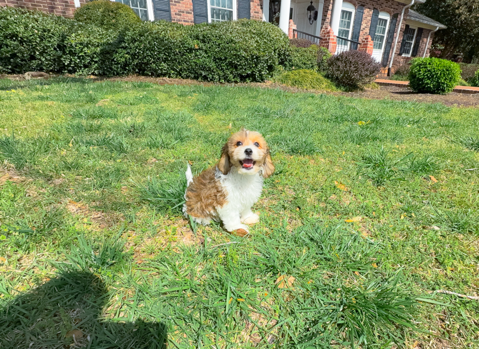 Cavachon Puppy for Adoption