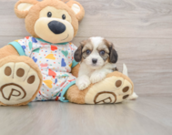 6 week old Cavachon Puppy For Sale - Simply Southern Pups