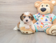 6 week old Cavachon Puppy For Sale - Simply Southern Pups